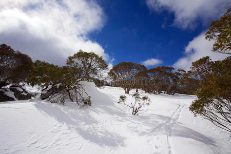 冬季雪景