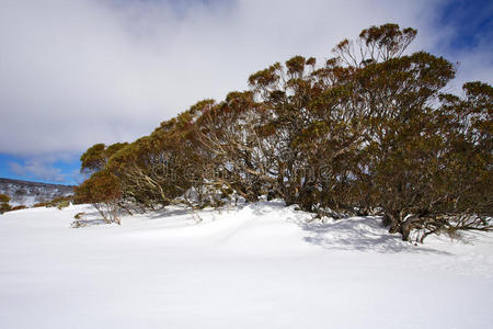 冬季雪景