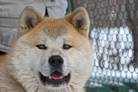 秋田犬的肖像