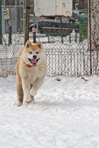 秋田犬付费和跳跃