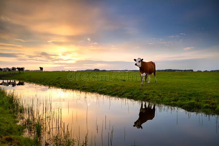 日落时河边的红牛