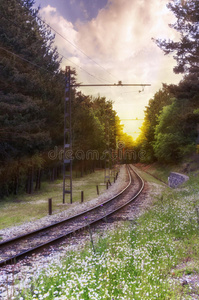 穿越森林的铁路风景图片