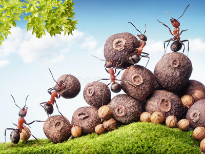 蚂蚁收集种子，团队合作