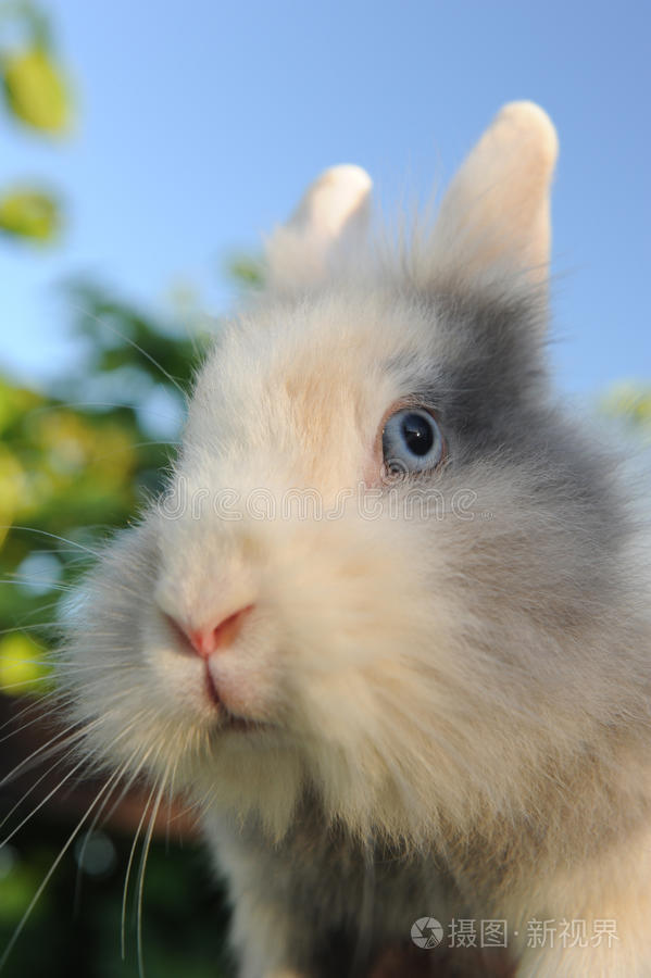 可爱的毛茸茸的兔子特写镜头