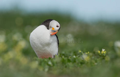 海雀