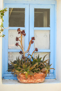 带花盆的希腊式窗户