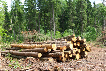 树桩 树干 燃料 森林砍伐 环境 生态学 古老的 损害 风景