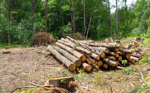 燃料 收获 风景 夏天 破坏 木材 树桩 材料 日志 环境