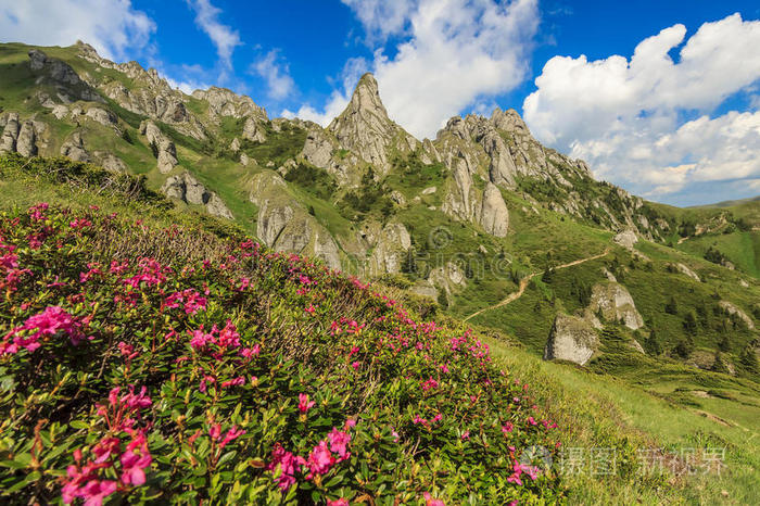 罗马尼亚库卡斯山脉美丽的杜鹃花和夏季景观
