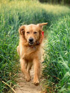 奔跑的金毛猎犬