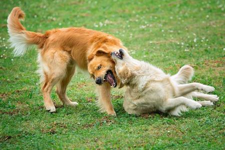 两只小美犬的画像