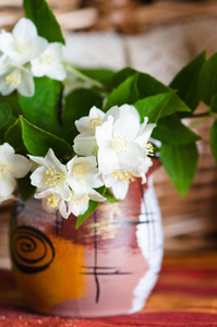 花盆里的茉莉花，特写