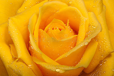 黄色的玫瑰上有水滴。