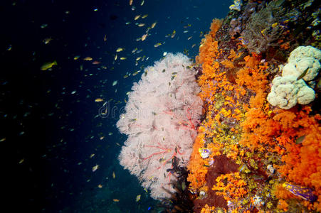 巴布亚拉贾安帕彩色水下景观礁