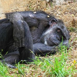 睡觉的猴子图片