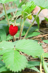 野草莓