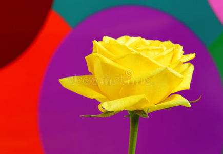 彩色背景的黄玫瑰图片