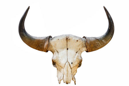 背景隔离的水牛角照片