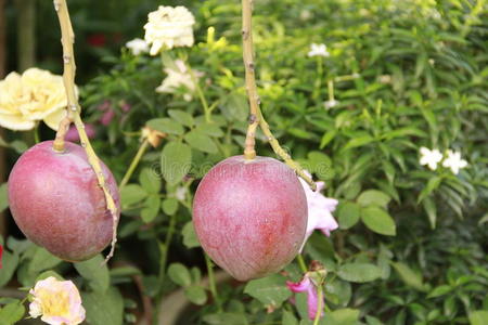 花园里的红芒果