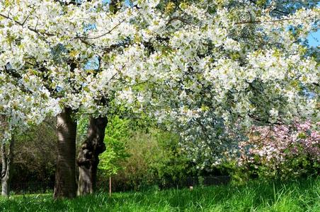 春天开白花的树
