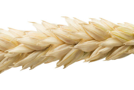 关闭小麦谷类作物