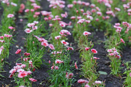 花园里的丁香花