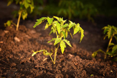 生态植物