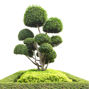 日本榆树图片-日本榆树素材-日本榆树插画-摄图新视界