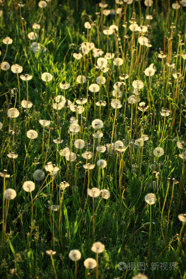 夕阳下的野蒲公英