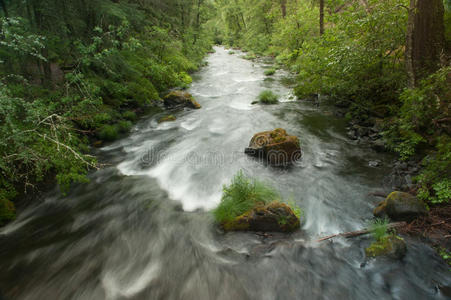 溪流流过美丽森林中的岩石