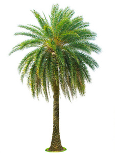 白底棕榈树