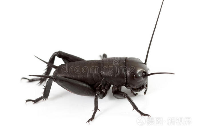 白色背景上的绿色蚱蜢褐蟋蟀沙漠蝗虫蚱蜢褐蟋蟀白底蝗虫蚱蜢沙漠蝗虫