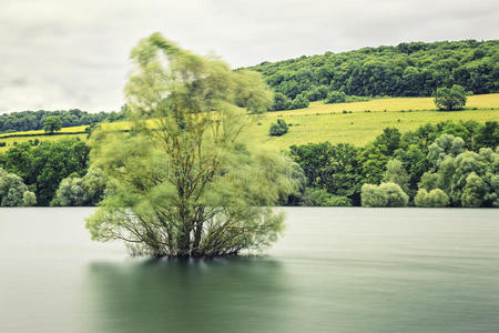水中之树