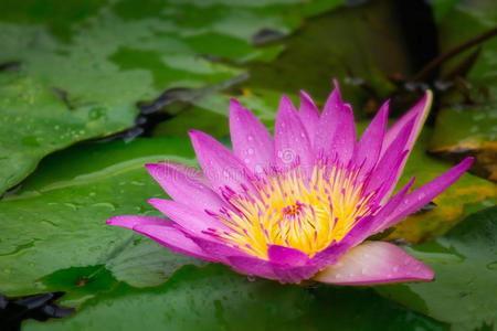 雨滴池荷花图片