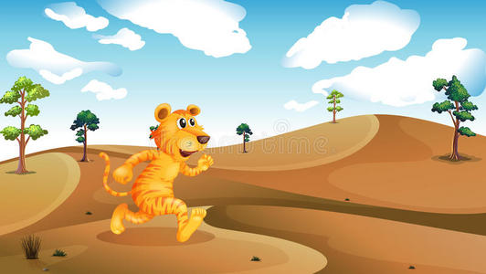在沙漠中奔跑的老虎