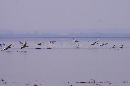 冬季天鹅湖候鸟图片