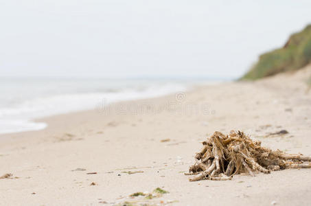 沙滩上雨后的海藻堆图片