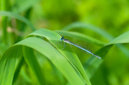 蜻蜓蜻蜓