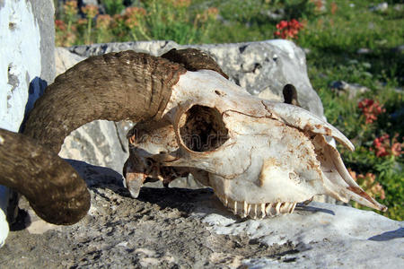 羊头骨图片-羊头骨素材-羊头骨插画-摄图新视界