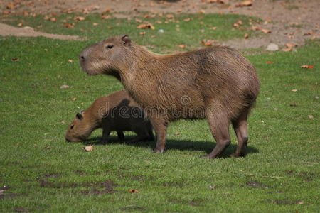 最大的啮齿动物水豚水豚水豚科水豚卡比拉盯着水可爱的老鼠和奶酪