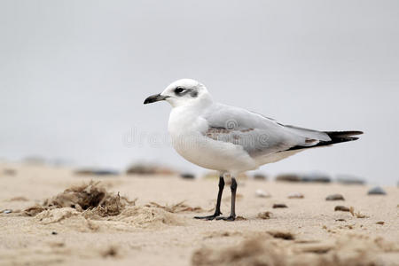 地中海海鸥