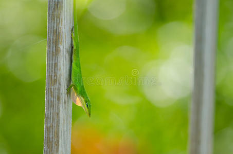 卡罗莱纳按蚊anolis carolinensis