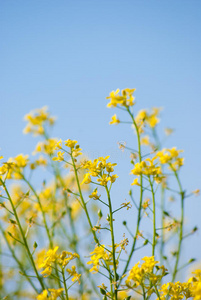 黄菜籽油菜籽油