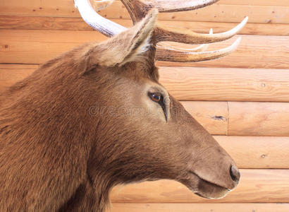 大麋鹿头图片