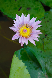 池中紫莲花蜂