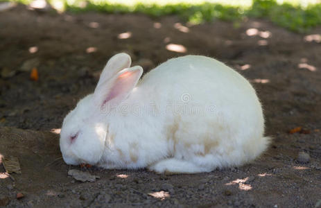 下午白兔在花园里放松