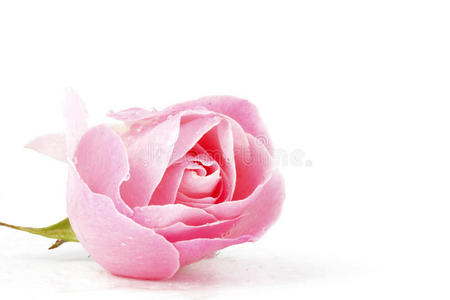 带水滴的粉红玫瑰