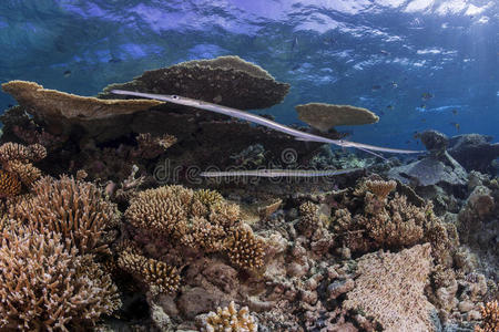硬珊瑚礁上的长笛鱼