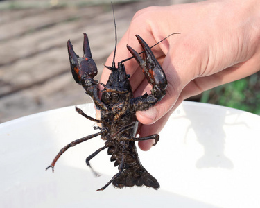 手拿海鲜手拿龙虾照片