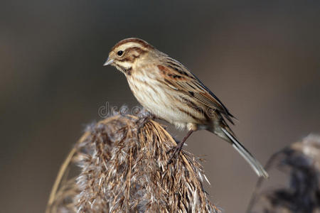 reed bunting，emberiza schoeniclus公司